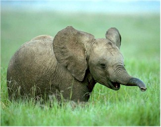 Baby Elephant