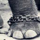 Chained Baby Elephant