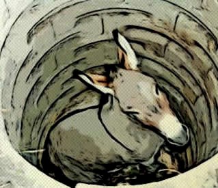 Donkey Fell into Well